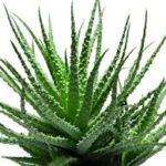 aloe