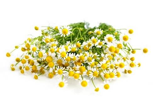 Польза аптечной ромашки для лица